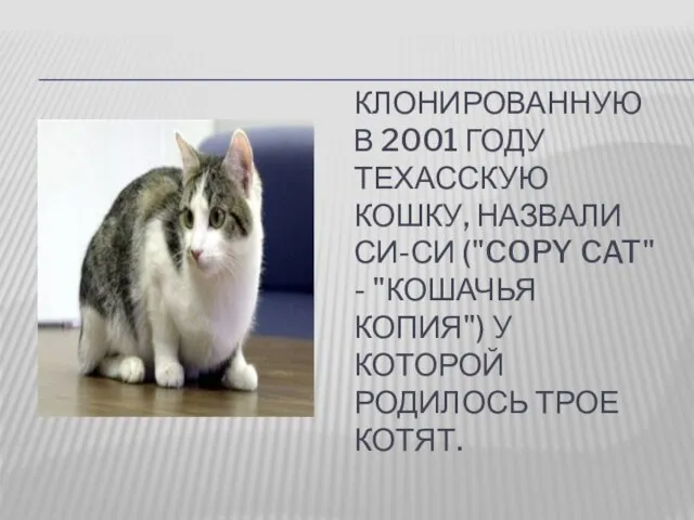 КЛОНИРОВАННУЮ В 2001 ГОДУ ТЕХАССКУЮ КОШКУ, НАЗВАЛИ СИ-СИ ("COPY CAT" - "КОШАЧЬЯ