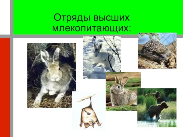 Отряды высших млекопитающих: