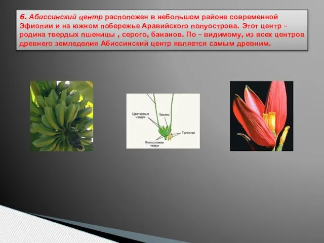 6. Абиссинский центр расположен в небольшом районе современной Эфиопии и на южном