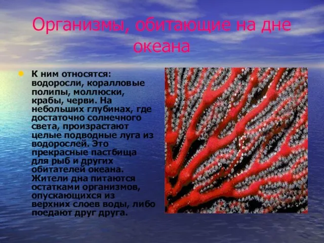 Организмы, обитающие на дне океана К ним относятся: водоросли, коралловые полипы, моллюски,