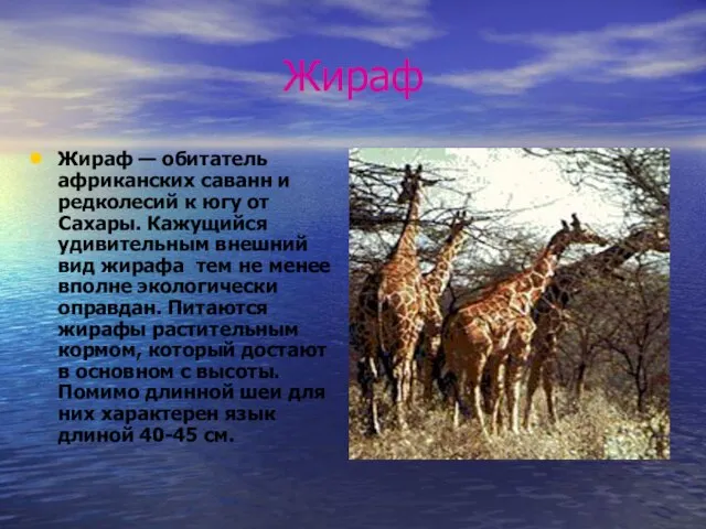 Жираф Жираф — обитатель африканских саванн и редколесий к югу от Сахары.