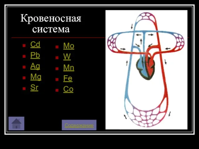 Кровеносная система Cd Pb Ag Mg Sr Содержание Mo W Mn Fe Co