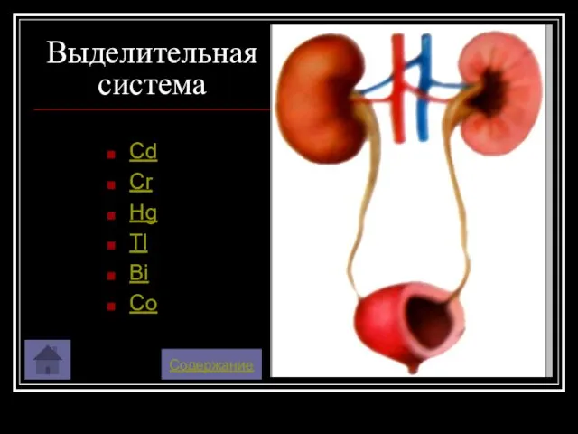 Выделительная система Cd Cr Hg Tl Bi Co Содержание