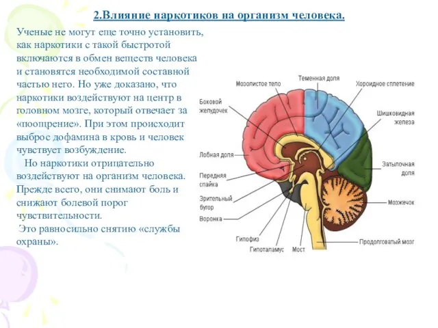 Ученые не могут еще точно установить, как наркотики с такой быстротой включаются