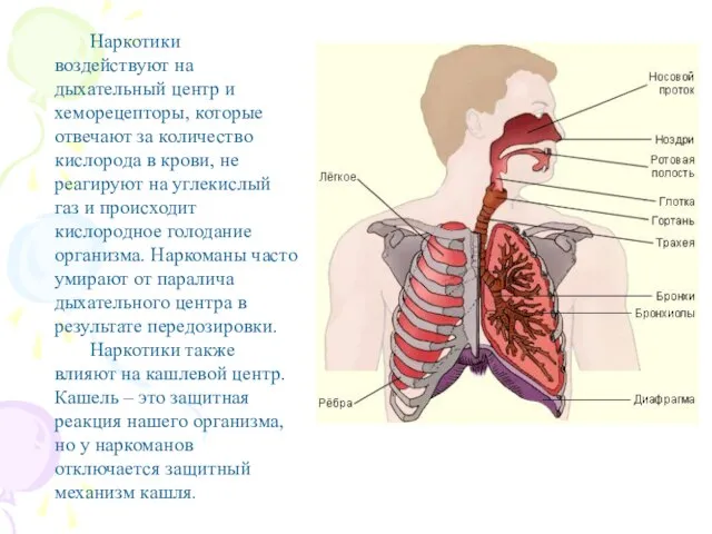 Наркотики воздействуют на дыхательный центр и хеморецепторы, которые отвечают за количество кислорода