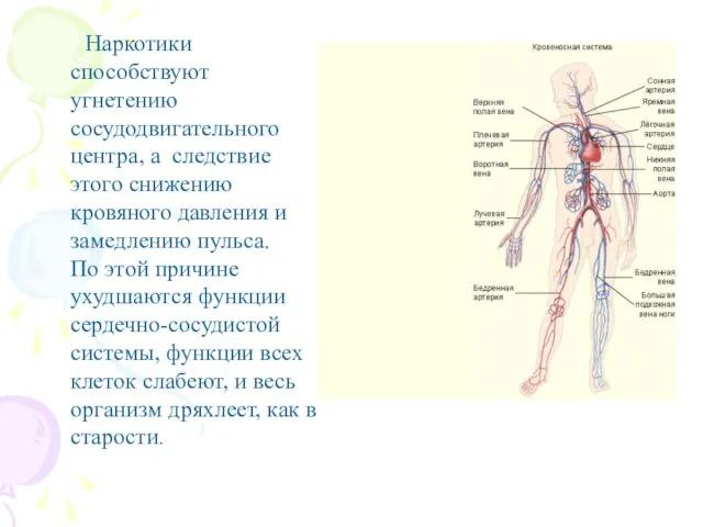 Наркотики способствуют угнетению сосудодвигательного центра, а следствие этого снижению кровяного давления и