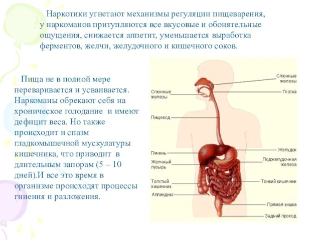 Наркотики угнетают механизмы регуляции пищеварения, у наркоманов притупляются все вкусовые и обонятельные