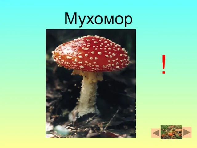 Мухомор !