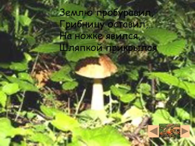 Землю пробуравил, Грибницу оставил, На ножке явился, Шляпкой прикрылся.