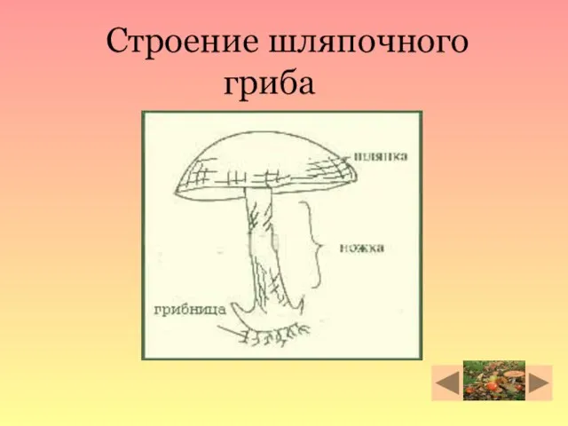 Строение шляпочного гриба