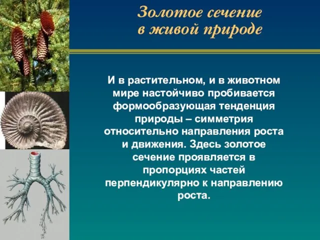 Золотое сечение в живой природе И в растительном, и в животном мире