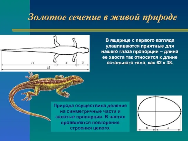 В ящерице с первого взгляда улавливаются приятные для нашего глаза пропорции –