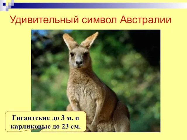 Удивительный символ Австралии Гигантские до 3 м. и карликовые до 23 см.