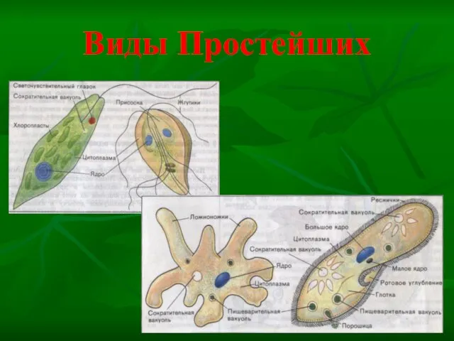 Виды Простейших