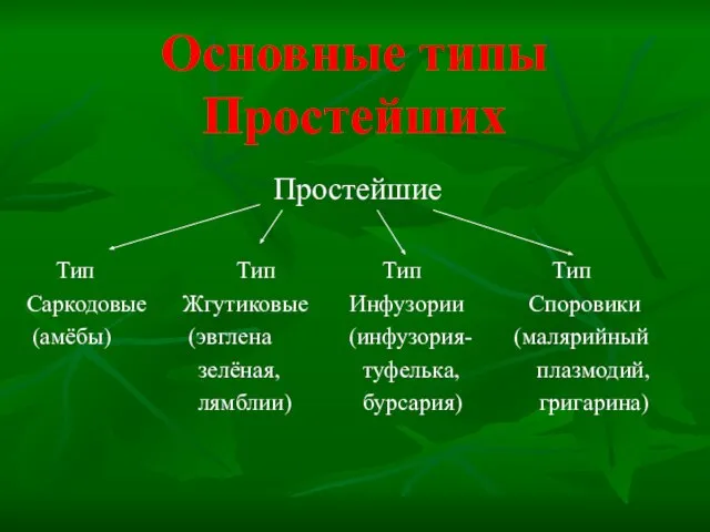 Основные типы Простейших Простейшие Тип Тип Тип Тип Саркодовые Жгутиковые Инфузории Споровики