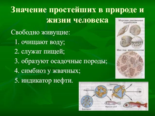 Значение простейших в природе и жизни человека Свободно живущие: 1. очищают воду;