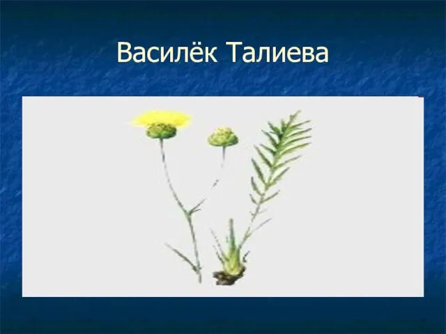 Василёк Талиева