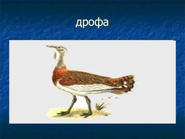 дрофа