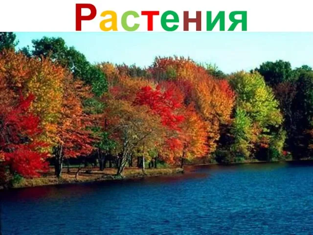 Растения