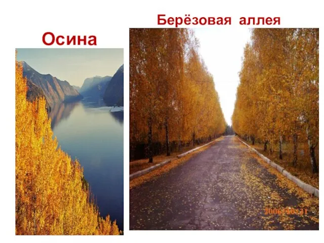 Осина Берёзовая аллея