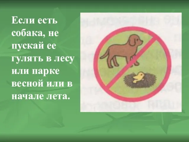 Если есть собака, не пускай ее гулять в лесу или парке весной или в начале лета.