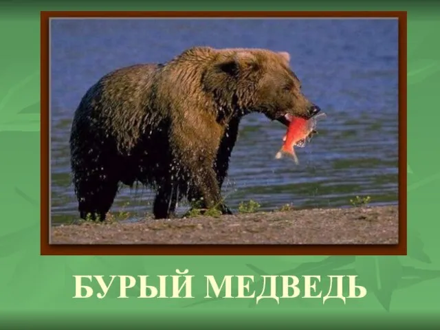 БУРЫЙ МЕДВЕДЬ