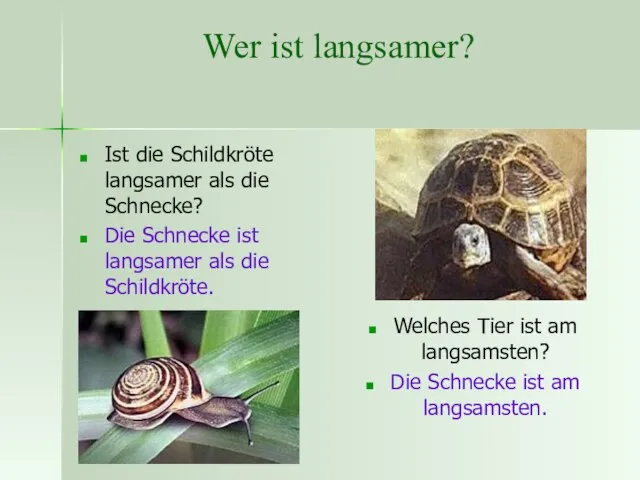 Wer ist langsamer? Ist die Schildkröte langsamer als die Schnecke? Die Schnecke