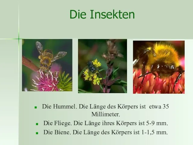 Die Insekten Die Hummel. Die Länge des Körpers ist etwa 35 Millimeter.