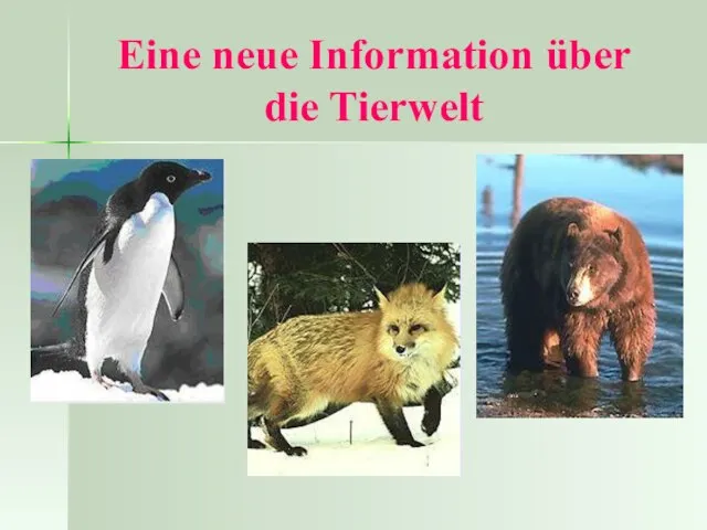 Eine neue Information über die Tierwelt