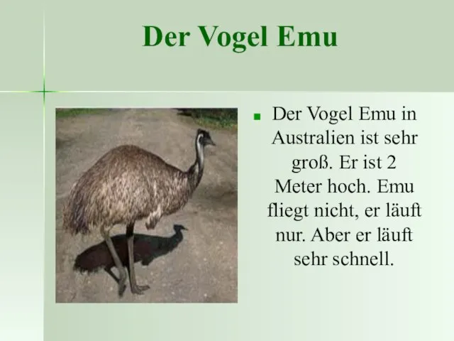 Der Vogel Emu Der Vogel Emu in Australien ist sehr groß. Er