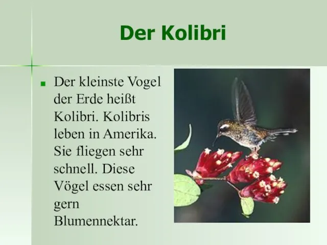 Der Kolibri Der kleinste Vogel der Erde heißt Kolibri. Kolibris leben in