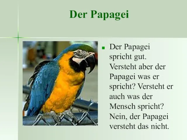 Der Papagei Der Papagei spricht gut. Versteht aber der Papagei was er