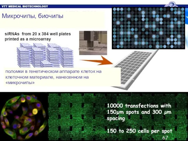 поломки в генетическом аппарате клеток на клеточном материале, нанесенном на «микрочипы» Микрочипы, биочипы
