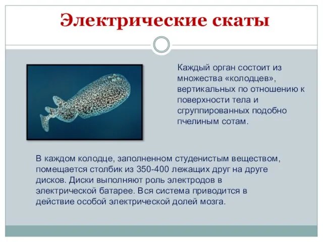 Каждый орган состоит из множества «колодцев», вертикальных по отношению к поверхности тела