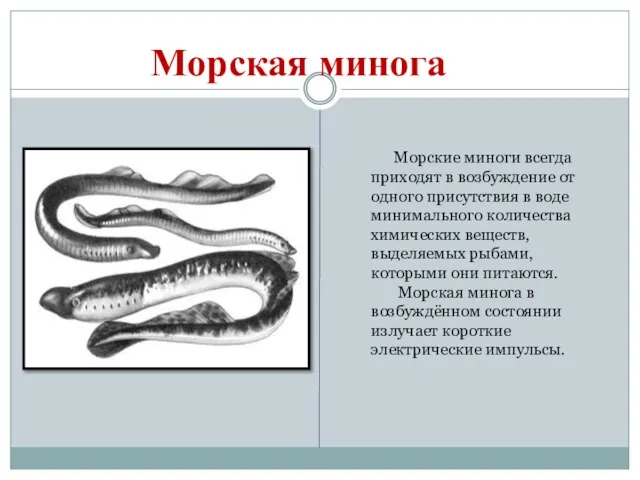 Морская минога Морские миноги всегда приходят в возбуждение от одного присутствия в