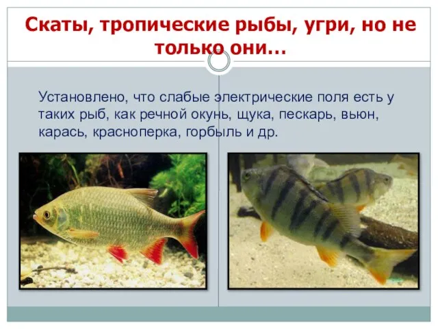 Скаты, тропические рыбы, угри, но не только они… Установлено, что слабые электрические