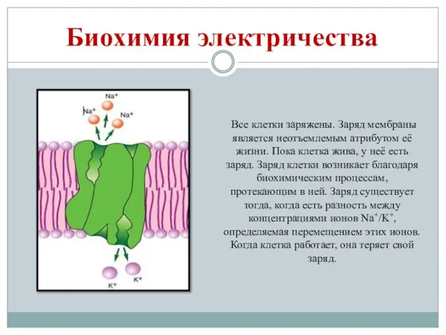 Биохимия электричества Все клетки заряжены. Заряд мембраны является неотъемлемым атрибутом её жизни.