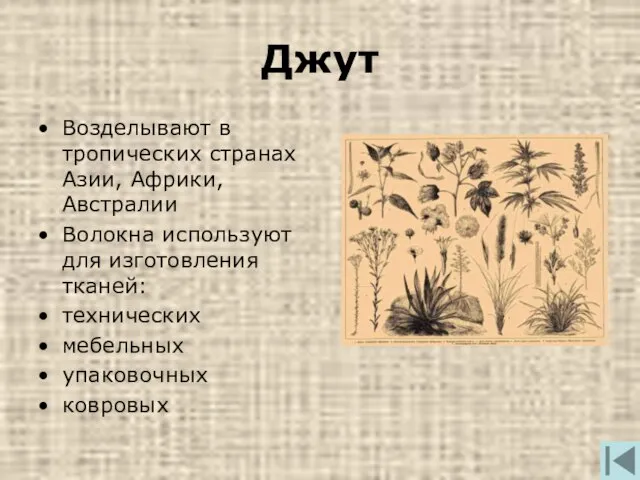 Джут Возделывают в тропических странах Азии, Африки, Австралии Волокна используют для изготовления