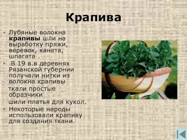 Крапива Лубяные волокна крапивы шли на выработку пряжи, веревок, каната, шпагата .