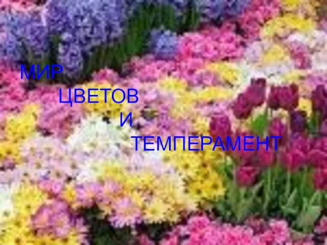 МИР ЦВЕТОВ И ТЕМПЕРАМЕНТ