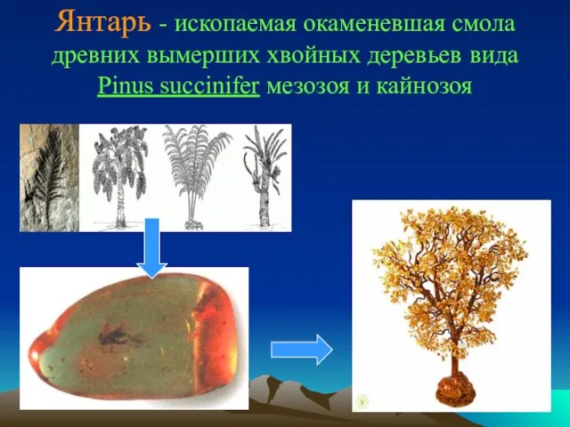 Янтарь - ископаемая окаменевшая смола древних вымерших хвойных деревьев вида Pinus succinifer мезозоя и кайнозоя