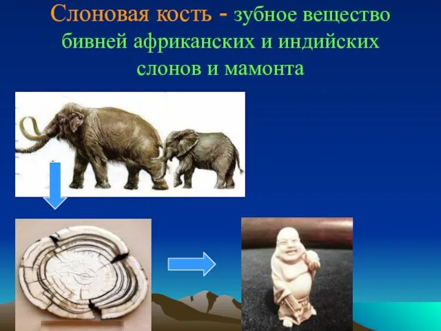 Слоновая кость - зубное вещество бивней африканских и индийских слонов и мамонта