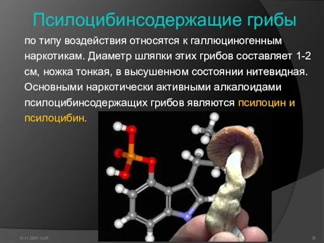 Псилоцибинсодержащие грибы по типу воздействия относятся к галлюциногенным наркотикам. Диаметр шляпки этих
