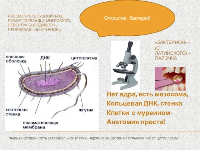 ГЛАВНАЯ ОСОБЕННОСТЬ БАКТЕРИАЛЬНОЙ КЛЕТКИ – ЯДЕРНОЕ ВЕЩЕСТВО НЕ ОГРАНИЧЕННО ОТ ЦИТОПЛАЗМЫ. РАССМОТРЕТЬ