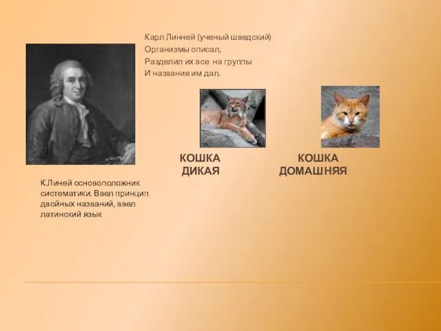 КОШКА КОШКА ДИКАЯ ДОМАШНЯЯ К.Линей основоположник систематики. Ввел принцип двойных названий, ввел