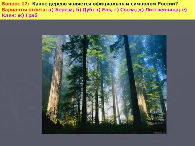 Вопрос 17: Какое дерево является официальным символом России? Варианты ответа: а) Береза;