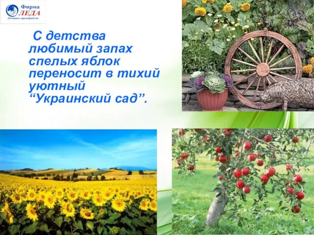 С детства любимый запах спелых яблок переносит в тихий уютный “Украинский сад”.