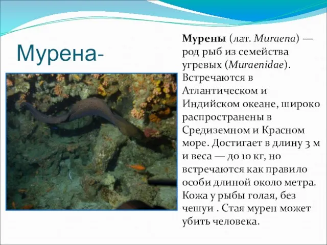 Мурена- Мурены (лат. Muraena) — род рыб из семейства угревых (Muraenidae). Встречаются