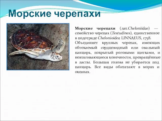 Морские черепахи Морские черепахи (лат.Cheloniidae) — семейство черепах (Testudines), единственное в подотряде