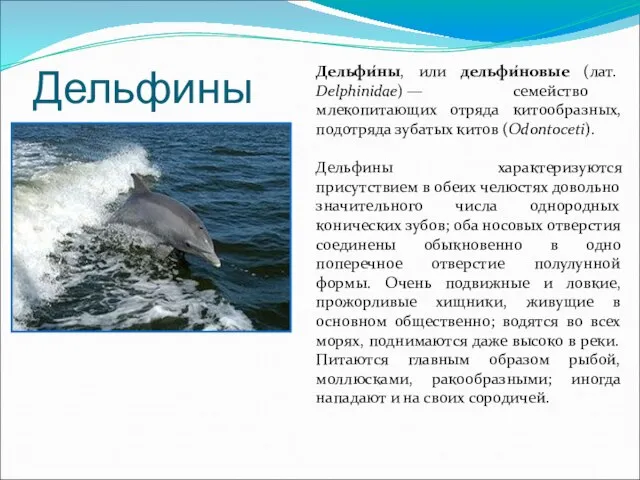 Дельфины Дельфи́ны, или дельфи́новые (лат. Delphinidae) — семейство млекопитающих отряда китообразных, подотряда